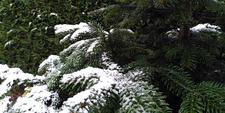 Kerstboom opeten