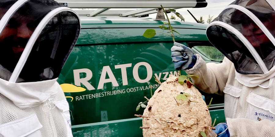 RATO aziatische hoornaar