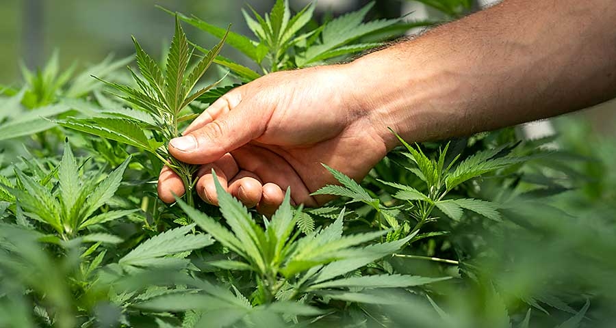 Cannabisplantage Waarschoot